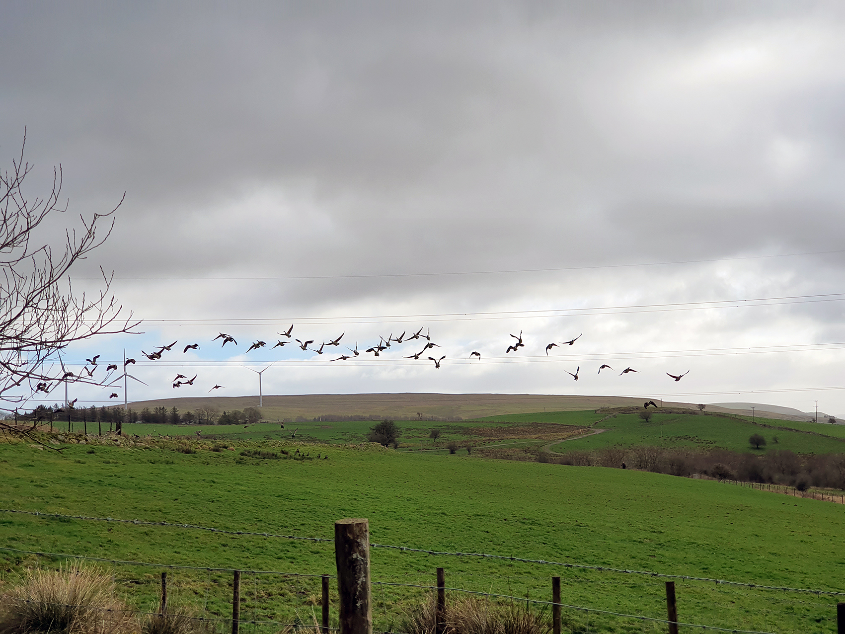 Big Farmland Bird Count