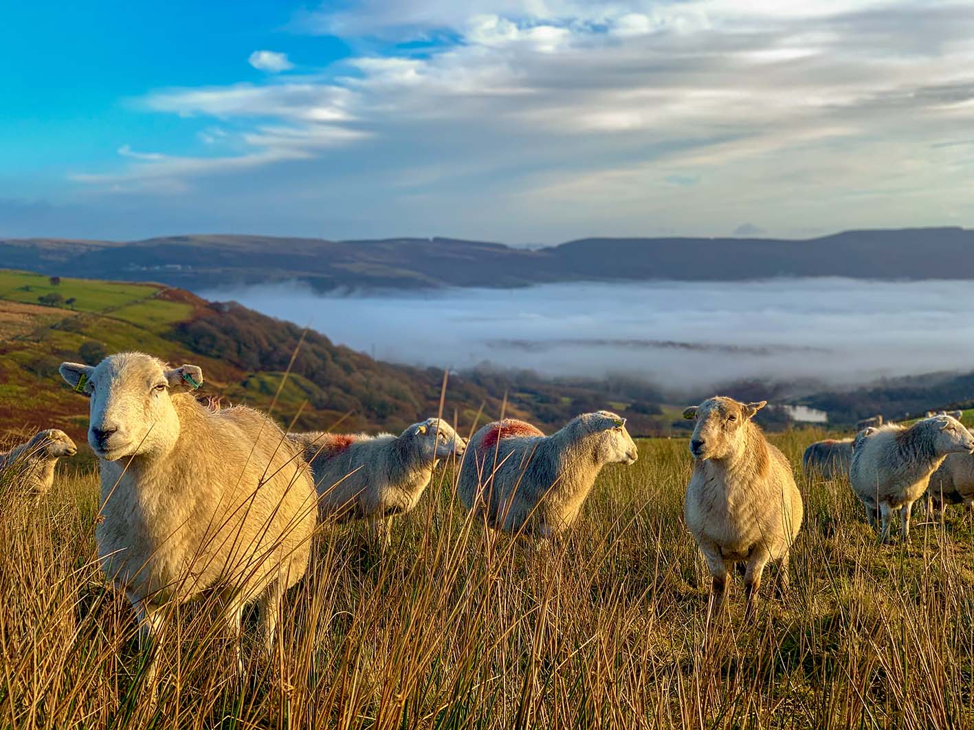 Welsh Government approves Bluetongue vaccines licence