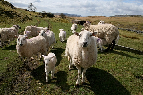 FUW concern as UK sheep meat imports surge